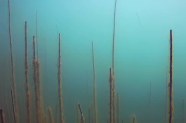 Lirası ekosistem yosun ile sualtı görünümü 