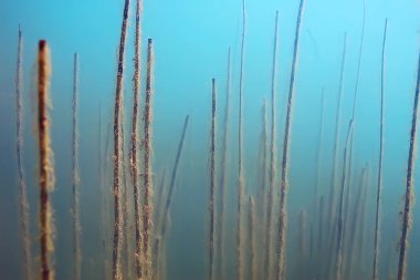 Gölet ekosistem mangrov ormanın sualtı görüntüleme 