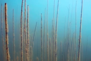 Lirası ekosistem yosun ile sualtı görünümü 