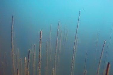 Lirası ekosistem yosun ile sualtı görünümü 
