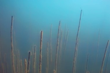 Gölet ekosistem mangrov ormanın sualtı görüntüleme 