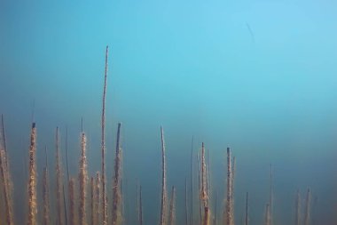 Lirası ekosistem yosun ile sualtı görünümü 