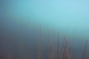 Lirası ekosistem yosun ile sualtı görünümü 