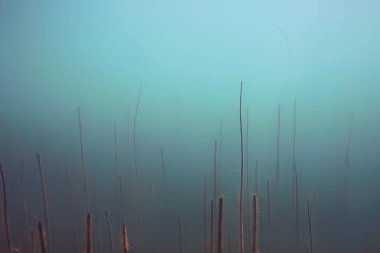 Gölet ekosistem mangrov ormanın sualtı görüntüleme 