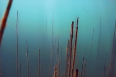 Lirası ekosistem yosun ile sualtı görünümü 