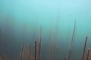 balıklar mangrov orman sualtı görünümünü