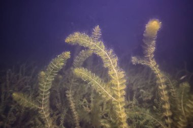sualtı manzara saydam göl / taze su ekosistemi alışılmadık manzara su altında