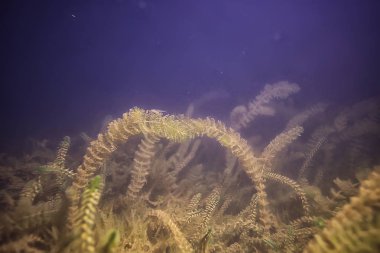 yosun okyanus sualtı fotoğraf / peyzaj ekosistem okyanusun, yeşil algler su altında