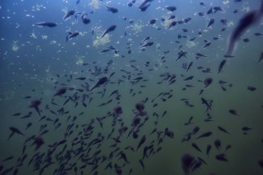 Kurbağa yavrularını su birikintisi ekosistem sualtı görünümünü