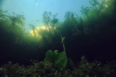bir göl, sualtı fotoğraf tatlı su ekosistemi, su doku arka plan su sualtı doku
