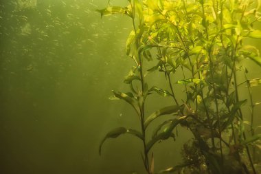 Göl ekosisteminin yosun ile sualtı manzara