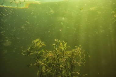 Göl ekosisteminin yosun ile sualtı manzara