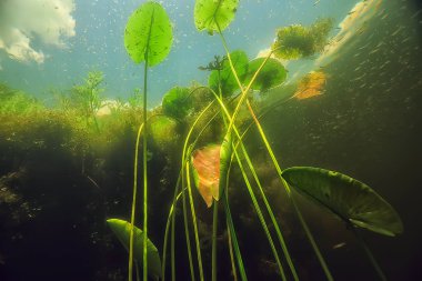 Göl ekosisteminin yosun ile sualtı manzara