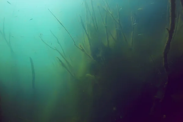 Árvores Subaquáticas Água Doce Mergulho Subaquático Foto Inundado Mundo Ecossistema — Fotografia de Stock