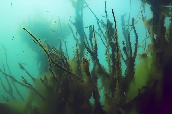 Bäume Unter Wasser Süßwasser Tauchen Unterwasser Foto Überflutete Welt Ökosystem — Stockfoto