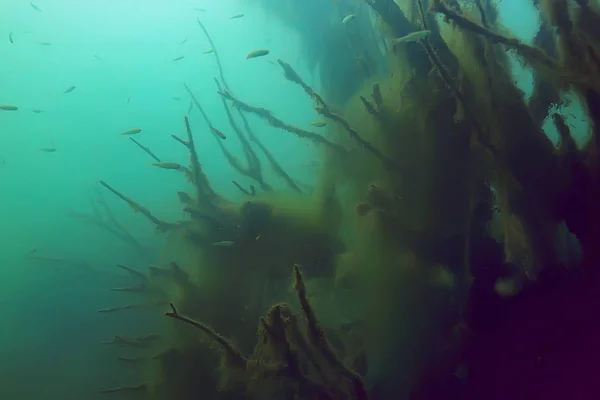 Onderwater Uitzicht Mangrovebos Met Vissen — Stockfoto