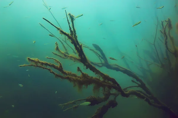 魚とマングローブ林の水中ビュー — ストック写真
