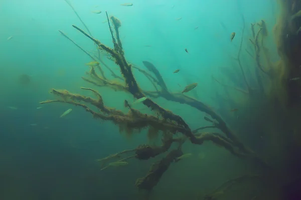 Onderwater Uitzicht Mangrovebos Met Vissen — Stockfoto