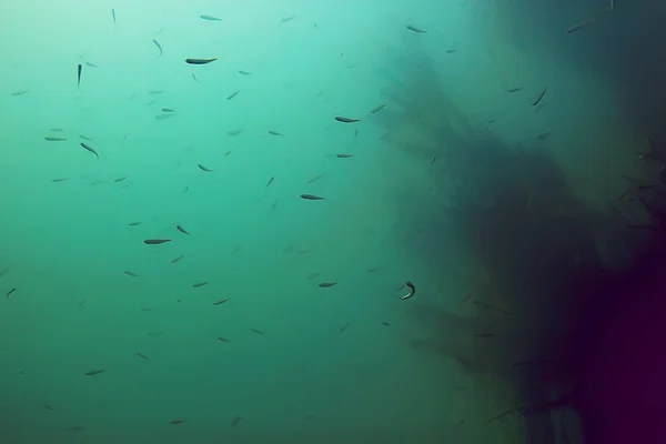 ecosystem of underwater pond with fish in depth