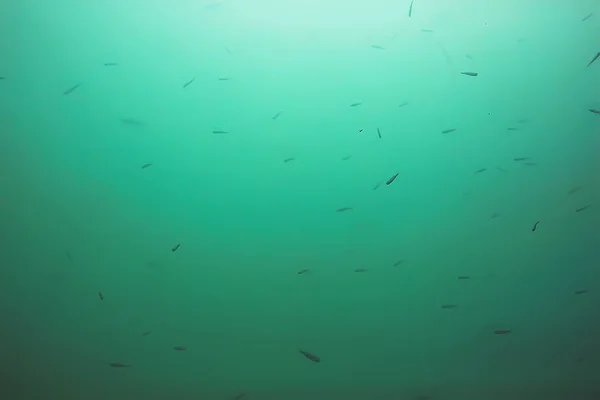 ecosystem of underwater pond with fish in depth