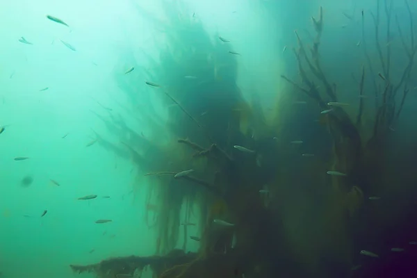 魚とマングローブ林の水中ビュー — ストック写真