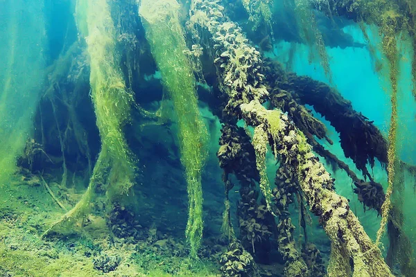 Onderwater Weergave Van Vis Mangrovebossen — Stockfoto