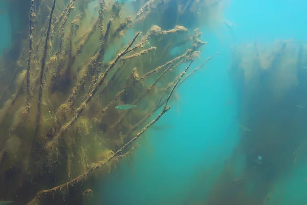 trees underwater fresh water / diving underwater photo flooded world, ecosystem underwater landscape