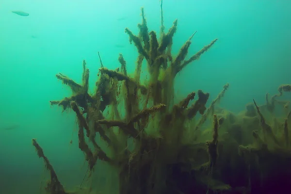 Onderwater Weergave Van Vis Mangrovebossen — Stockfoto