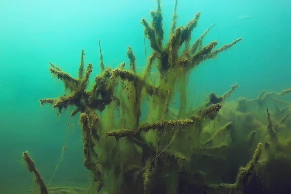 Unterwasser Ansicht Des Mangrovenwaldes Teich Ökosystem — Stockfoto