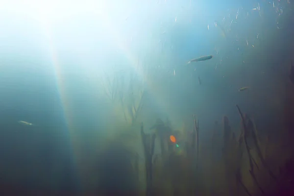 Υποβρύχια Προβολή Των Ψαριών Μαγκρόβια Δάση — Φωτογραφία Αρχείου