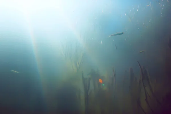 Vista Subaquática Dos Peixes Floresta Manguezais — Fotografia de Stock