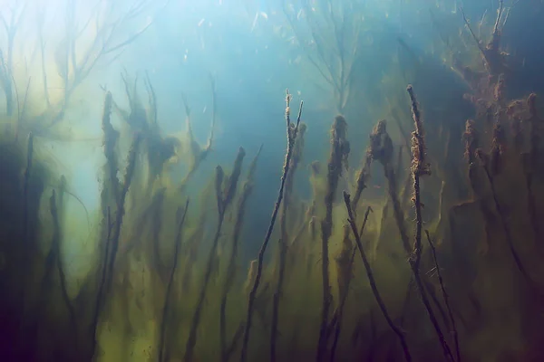 Undervattensvy Mangroveskog Dammen Ekosystem — Stockfoto