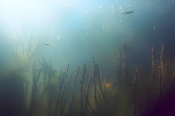 Підводний Вид Рибу Мангровому Лісі — стокове фото