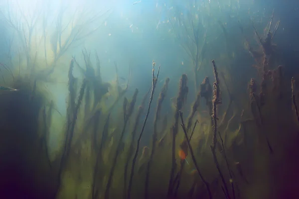 Підводний Вигляд Мангрового Лісу Екосистемі Ставка — стокове фото