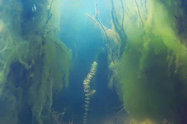 trees underwater fresh water / diving underwater photo flooded world, ecosystem underwater landscape