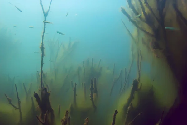 Onderwater Weergave Van Vis Mangrovebossen — Stockfoto