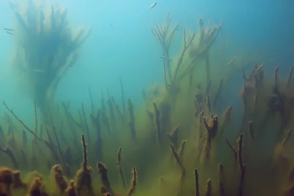 Undervattensvy Fisk Mangroveskog — Stockfoto