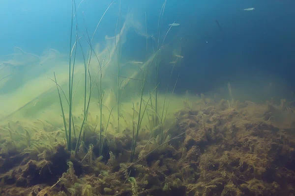 Ecosysteem Van Onderwater Vijver Met Groene Wereld Algen Diepte — Stockfoto