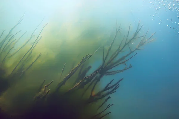 Дерева Під Водою Прісна Вода Дайвінг Під Водою Фото Затопленого — стокове фото