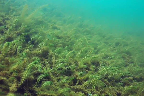 ecosystem of underwater pond with green world algae in depth