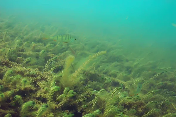 ecosystem of underwater pond with green world algae in depth