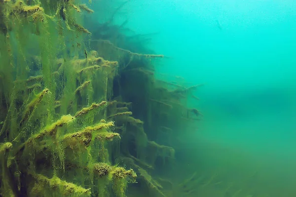 木の新鮮な水の水中ダイビング水中写真世界 生態系の水中風景が殺到 — ストック写真