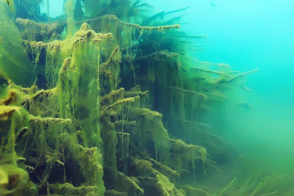 Alberi Subacquei Acqua Dolce Immersioni Subacquee Foto Mondo Allagato Ecosistema — Foto Stock