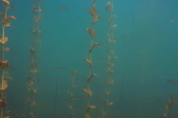 ポンド生態系魚や藻類の水中ビュー — ストック写真