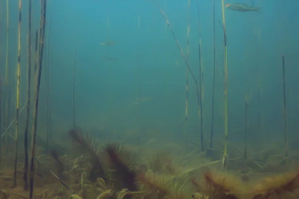 Підводний Вид Фунтову Екосистему Рибами Водоростями — стокове фото