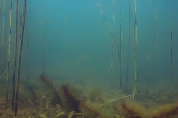 Підводний Вид Фунтову Екосистему Рибами Водоростями — стокове фото