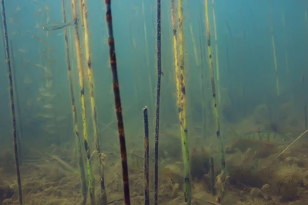 Bäume Unter Wasser Süßwasser Tauchen Unterwasser Foto Überflutete Welt Ökosystem — Stockfoto