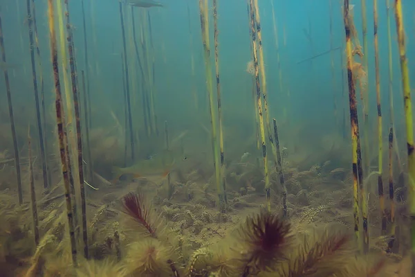 Unterwasser Ansicht Von Fischen Mangrovenwald — Stockfoto