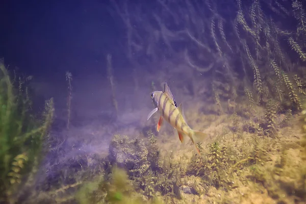 Річковий Окунь Під Водою Фото Підводний Пейзаж Прісноводна Екосистема Рибним — стокове фото