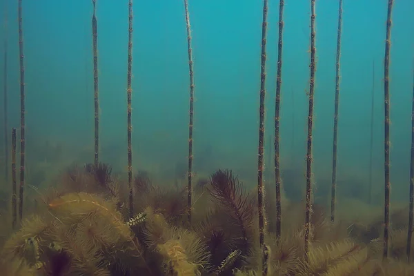 Yeşil Dünya Yosun Derinlemesine Sualtı Gölet Ekosistem — Stok fotoğraf